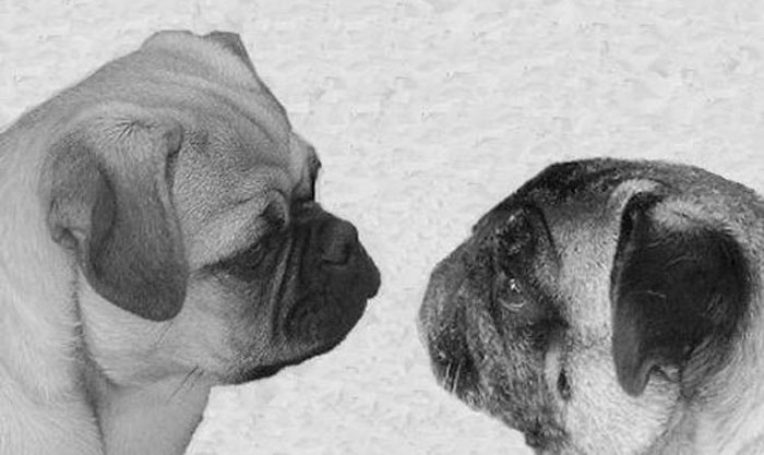 &ldquo;Pugs Are Not Cute, [They&rsquo;re] Malformed, Sick Animals That Shouldn&rsquo;t Exist&rdquo;: This Tumblr Thread May Change The Way You See Pugs