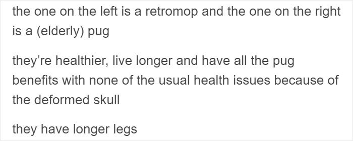 &ldquo;Pugs Are Not Cute, [They&rsquo;re] Malformed, Sick Animals That Shouldn&rsquo;t Exist&rdquo;: This Tumblr Thread May Change The Way You See Pugs