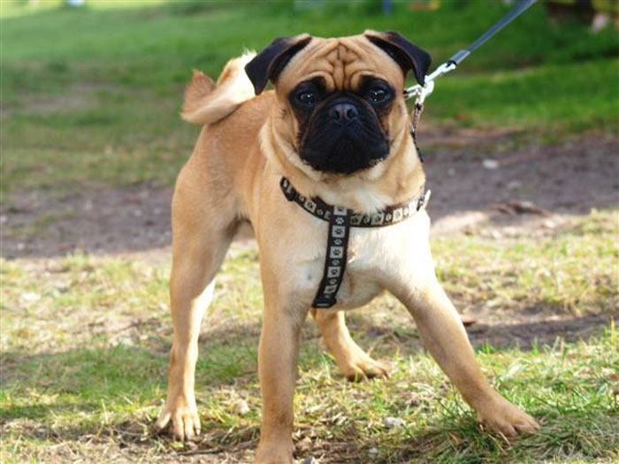 &ldquo;Pugs Are Not Cute, [They&rsquo;re] Malformed, Sick Animals That Shouldn&rsquo;t Exist&rdquo;: This Tumblr Thread May Change The Way You See Pugs