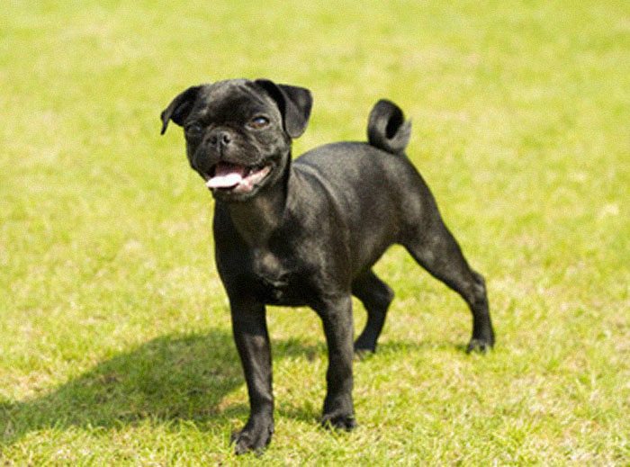 &ldquo;Pugs Are Not Cute, [They&rsquo;re] Malformed, Sick Animals That Shouldn&rsquo;t Exist&rdquo;: This Tumblr Thread May Change The Way You See Pugs