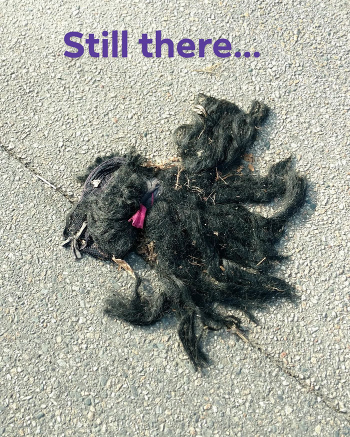 Someone Calls Police About A Dead Dog, Dies From Laughter After They Write Back Someone Calls Police About A Dead Dog, Dies From Laughter After They Write Back