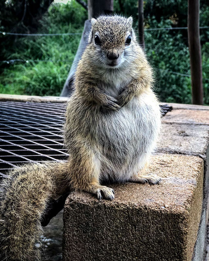 This Wild Squirrel Made A Nest For Her Baby In Her Rescuer’s Drawer And It’s Adorable This Wild Squirrel Made A Nest For Her Baby In Her Rescuer’s Drawer And It’s Adorable