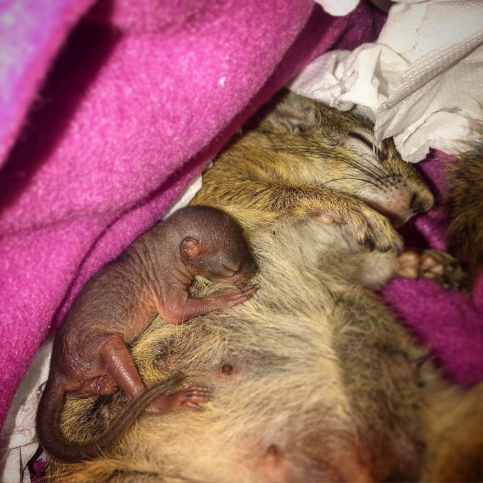 This Wild Squirrel Made A Nest For Her Baby In Her Rescuer’s Drawer And It’s Adorable This Wild Squirrel Made A Nest For Her Baby In Her Rescuer’s Drawer And It’s Adorable