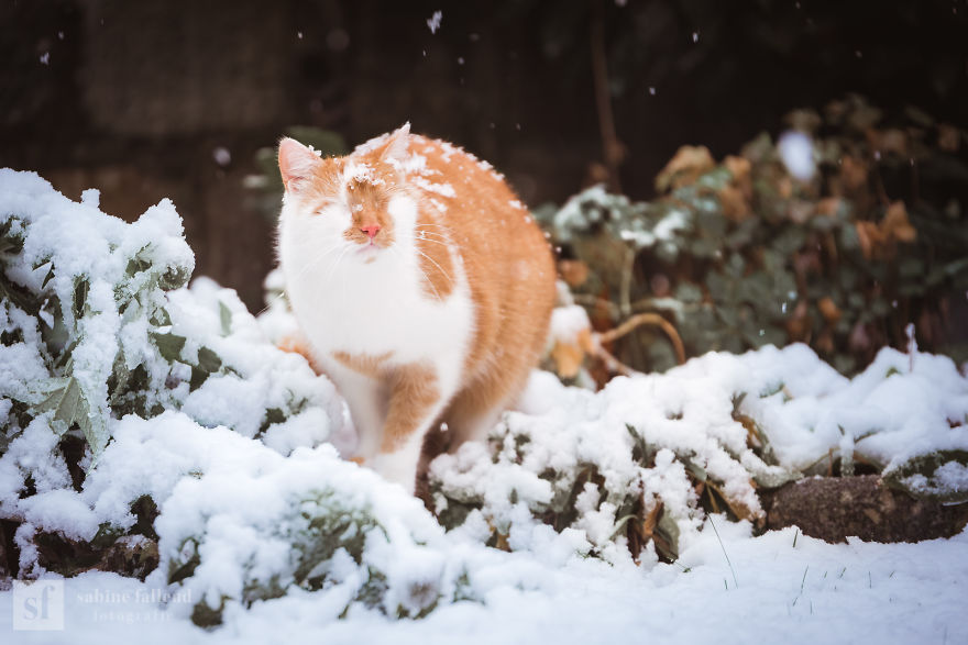 I Photograph My Eyeless Cat Who Sees With His Heart (25 Pics) I Photograph My Eyeless Cat Who Sees With His Heart (25 Pics)