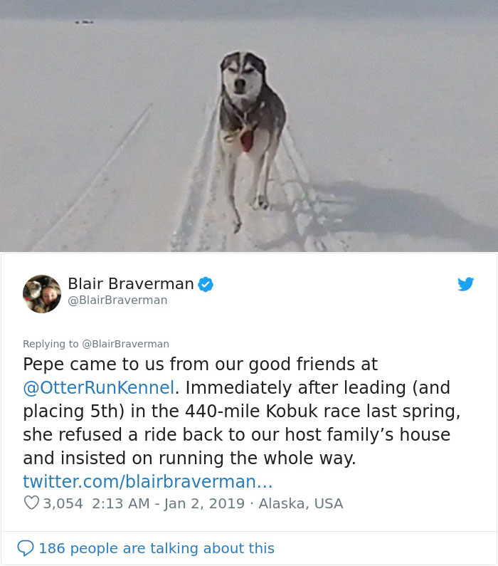 The Way This Woman Described Each And Every One Of Her 20 Sled Dogs Is Hilariously Wholesome The Way This Woman Described Each And Every One Of Her 20 Sled Dogs Is Hilariously Wholesome