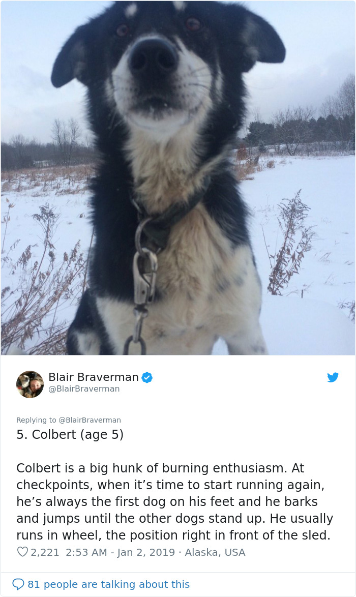 The Way This Woman Described Each And Every One Of Her 20 Sled Dogs Is Hilariously Wholesome The Way This Woman Described Each And Every One Of Her 20 Sled Dogs Is Hilariously Wholesome