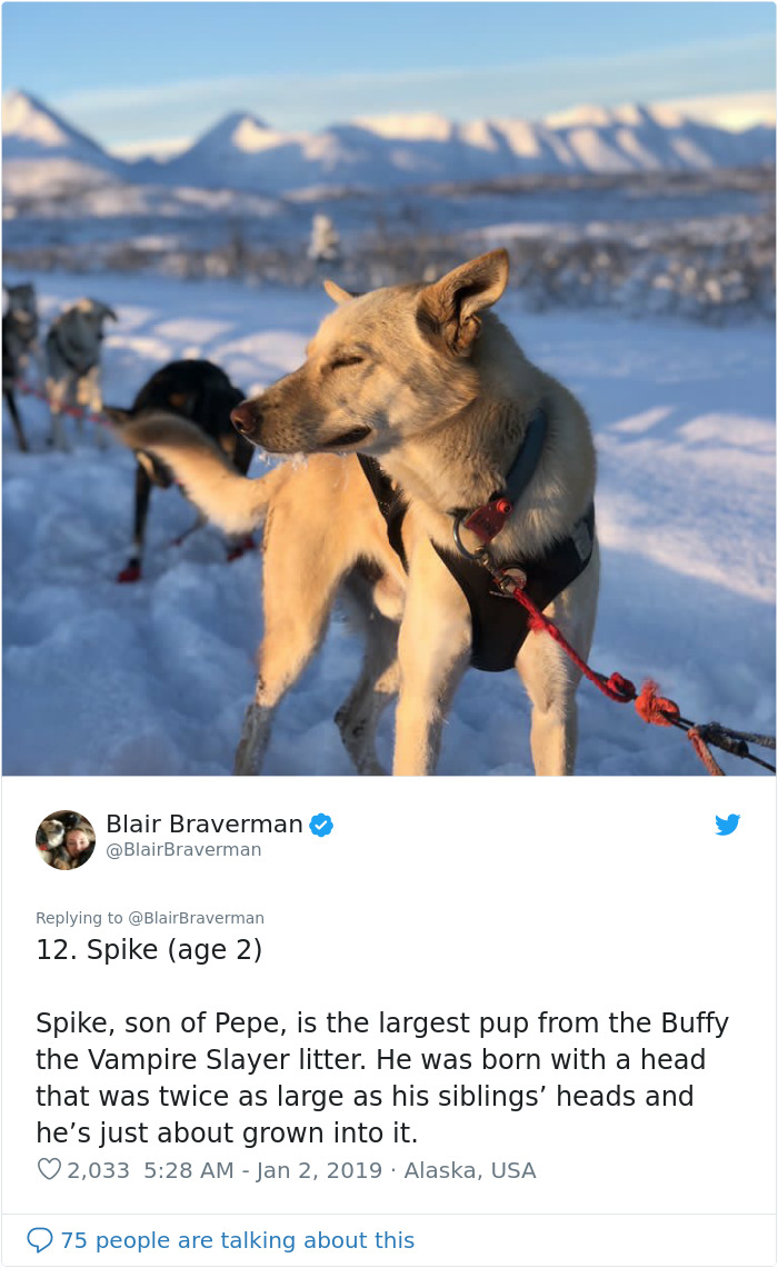 The Way This Woman Described Each And Every One Of Her 20 Sled Dogs Is Hilariously Wholesome The Way This Woman Described Each And Every One Of Her 20 Sled Dogs Is Hilariously Wholesome