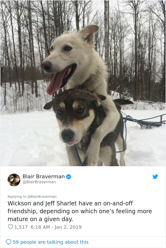 The Way This Woman Described Each And Every One Of Her 20 Sled Dogs Is Hilariously Wholesome The Way This Woman Described Each And Every One Of Her 20 Sled Dogs Is Hilariously Wholesome