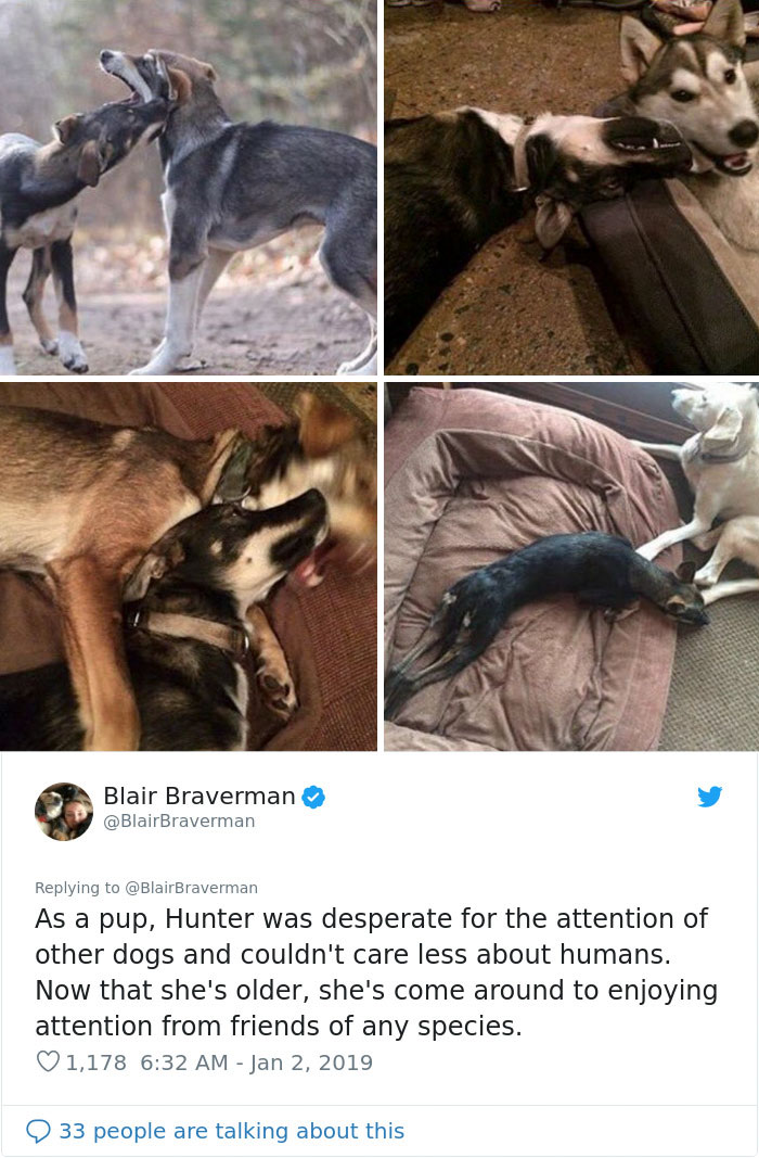 The Way This Woman Described Each And Every One Of Her 20 Sled Dogs Is Hilariously Wholesome The Way This Woman Described Each And Every One Of Her 20 Sled Dogs Is Hilariously Wholesome