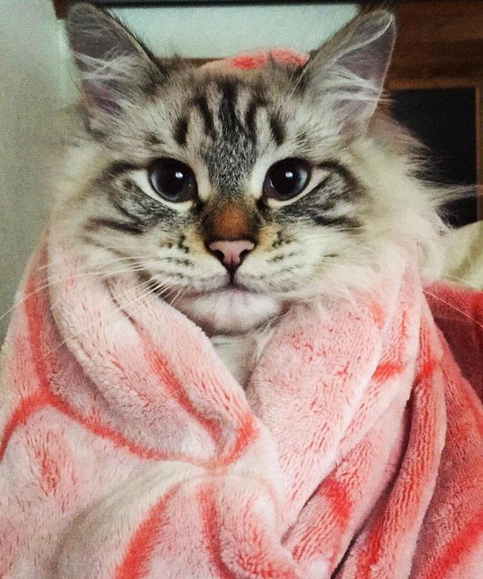 30 Times Cats Cracked Us Up 30 Times Cats Cracked Us Up