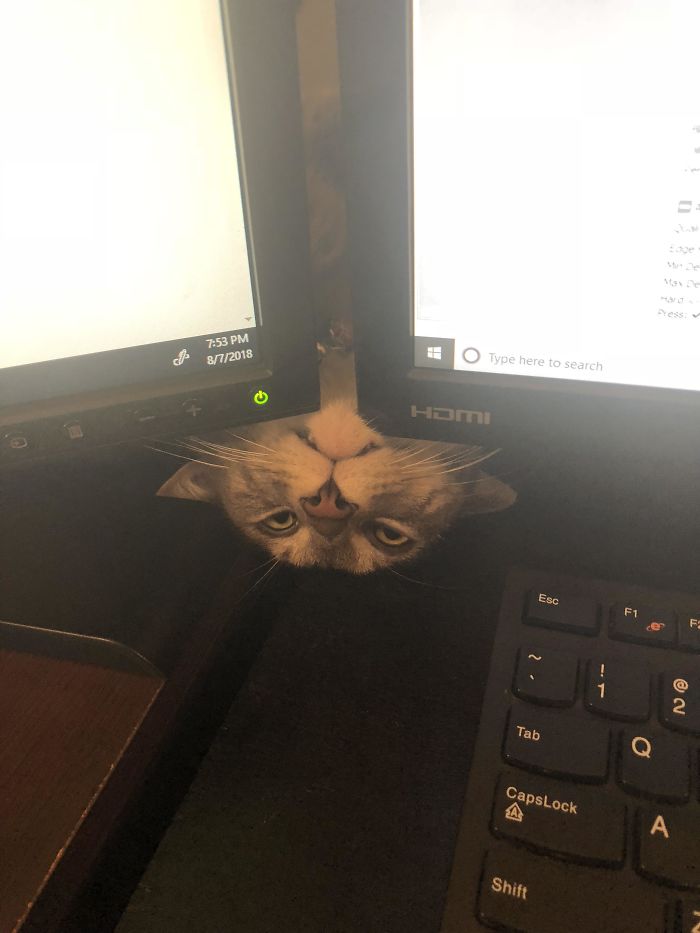 30 Times Cats Cracked Us Up 30 Times Cats Cracked Us Up