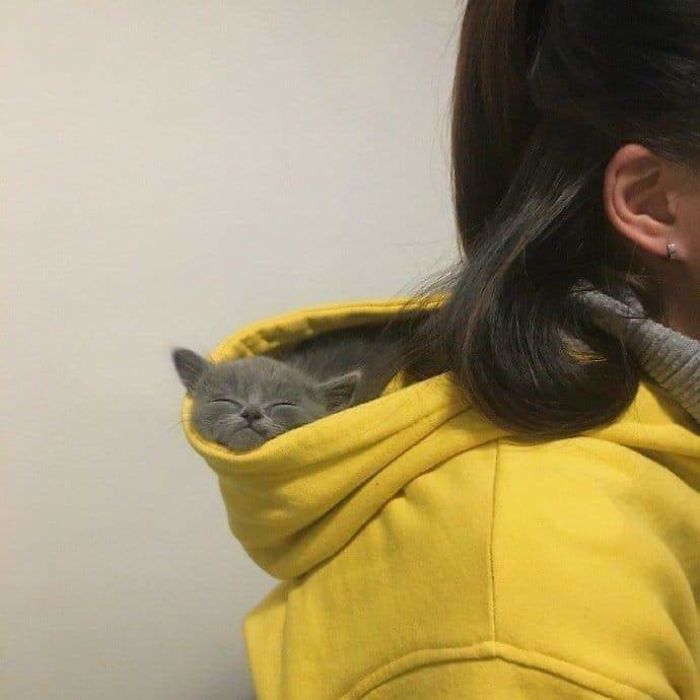 30 Times Cats Cracked Us Up 30 Times Cats Cracked Us Up