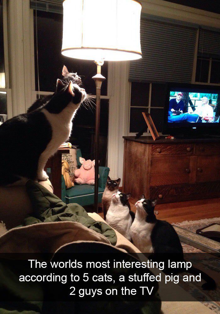 30 Times Cats Cracked Us Up 30 Times Cats Cracked Us Up