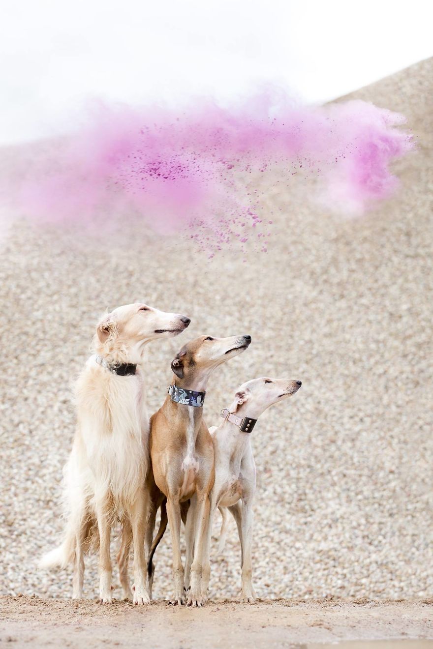 We Are The Sighthound Squad And We Explore Lithuania With Our Lovely Dogs We Are The Sighthound Squad And We Explore Lithuania With Our Lovely Dogs