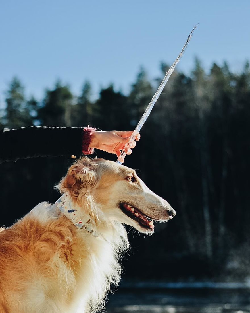 We Are The Sighthound Squad And We Explore Lithuania With Our Lovely Dogs We Are The Sighthound Squad And We Explore Lithuania With Our Lovely Dogs