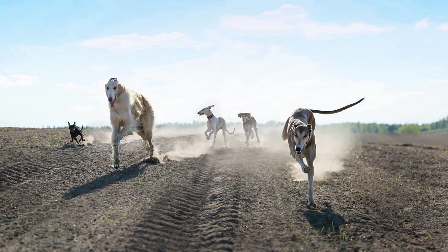 We Are The Sighthound Squad And We Explore Lithuania With Our Lovely Dogs We Are The Sighthound Squad And We Explore Lithuania With Our Lovely Dogs