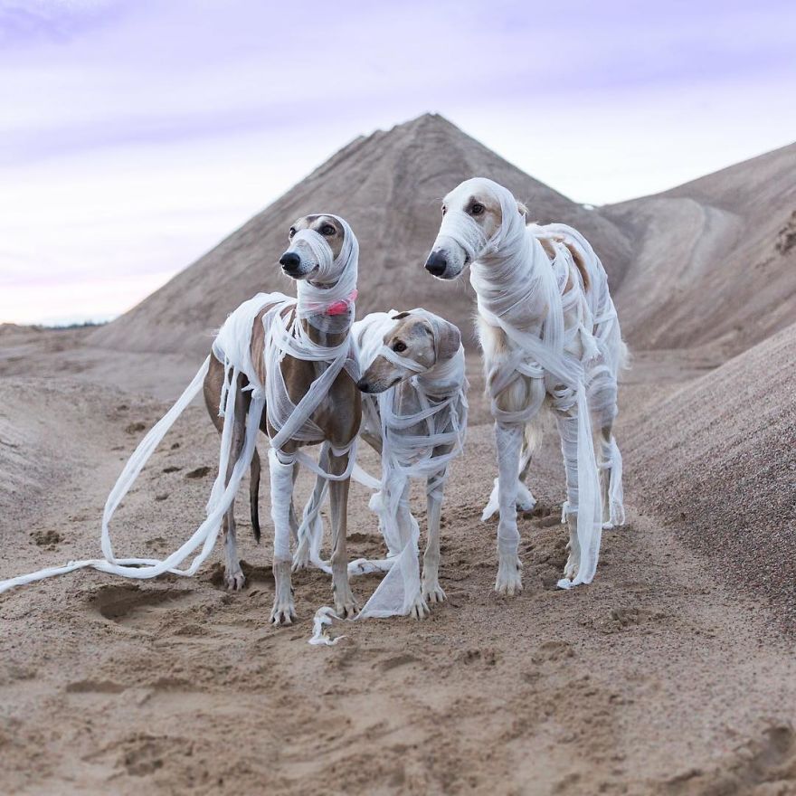 We Are The Sighthound Squad And We Explore Lithuania With Our Lovely Dogs We Are The Sighthound Squad And We Explore Lithuania With Our Lovely Dogs