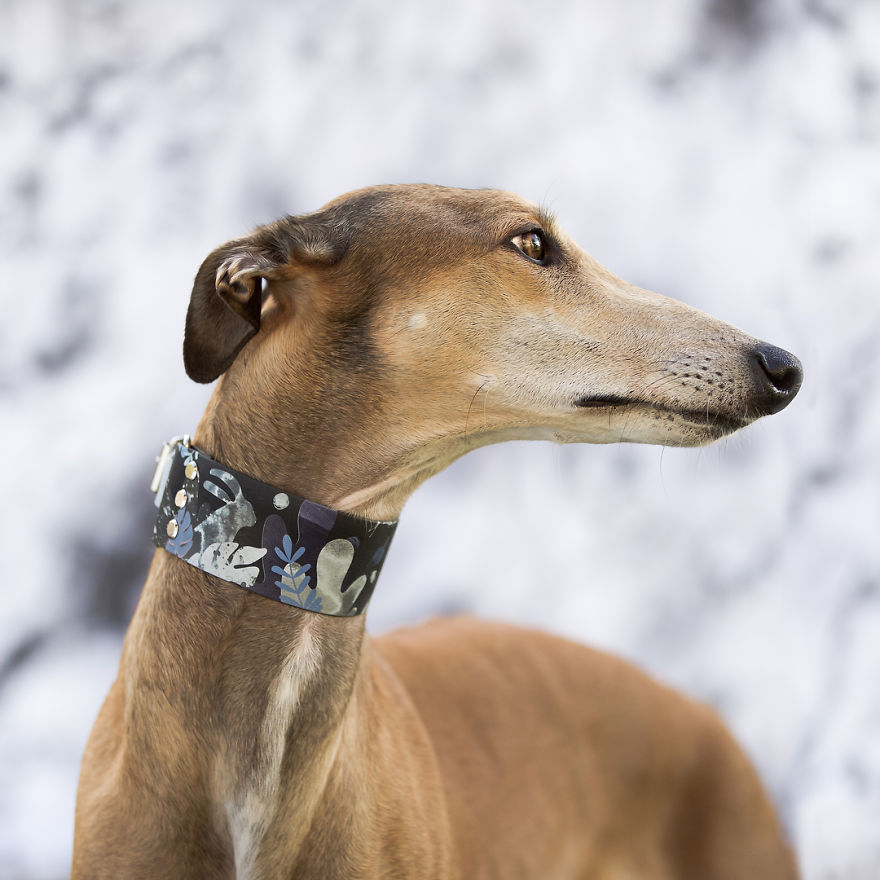 We Are The Sighthound Squad And We Explore Lithuania With Our Lovely Dogs We Are The Sighthound Squad And We Explore Lithuania With Our Lovely Dogs