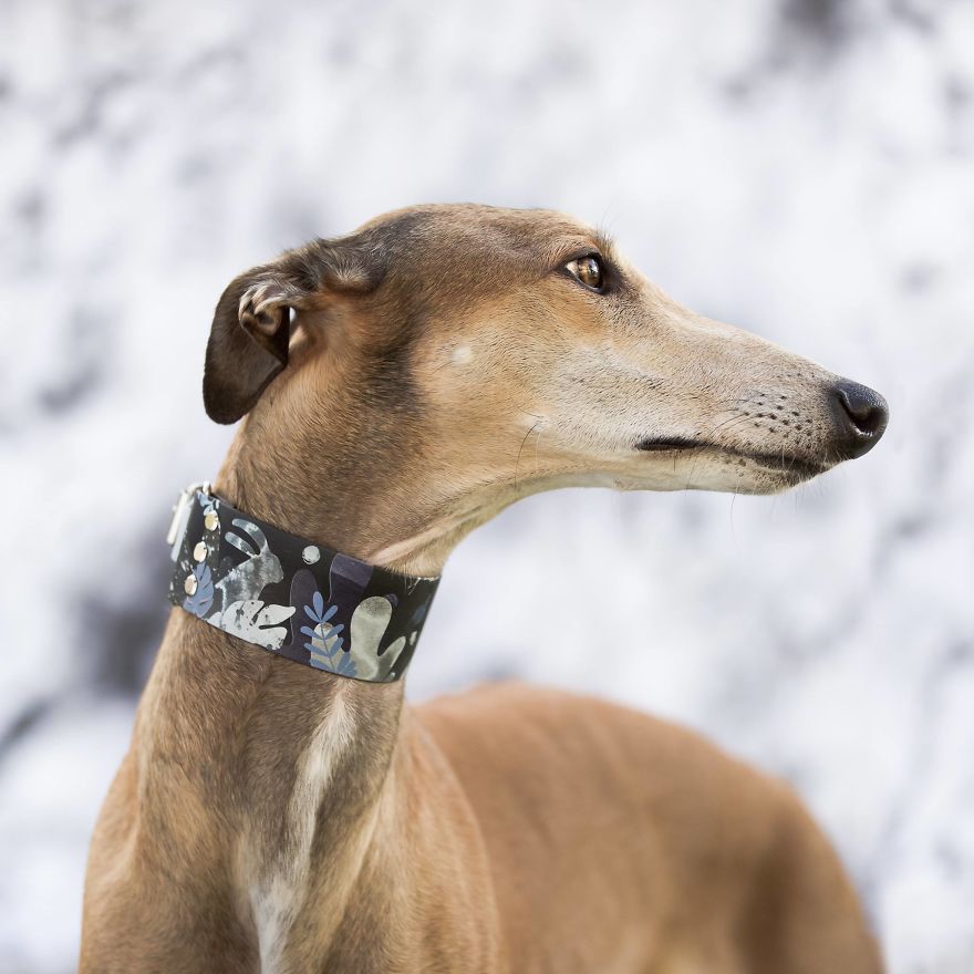 We Are The Sighthound Squad And We Explore Lithuania With Our Lovely Dogs We Are The Sighthound Squad And We Explore Lithuania With Our Lovely Dogs