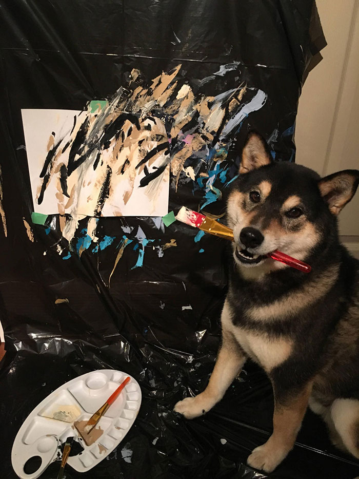 Owners Teach Their Shiba Inu To Paint, Sell Paintings Worth ~$5000 Owners Teach Their Shiba Inu To Paint, Sell Paintings Worth ~$5000