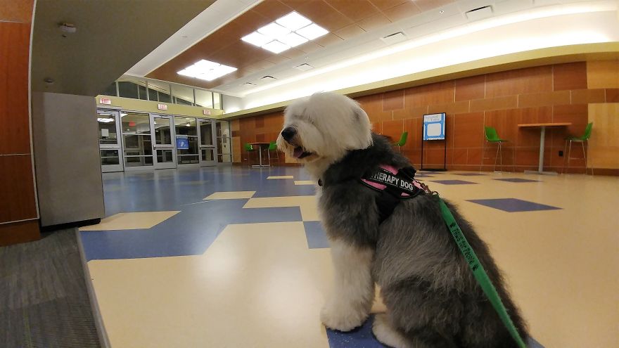 Our Therapy Dogs Turned To Clay Our Therapy Dogs Turned To Clay