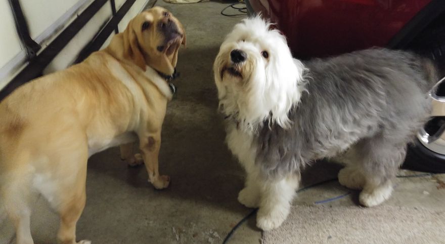Our Therapy Dogs Turned To Clay Our Therapy Dogs Turned To Clay
