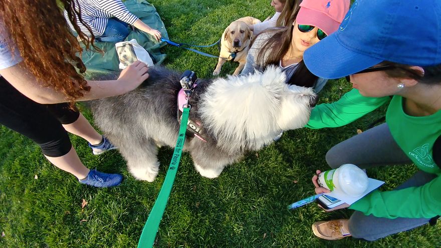 Our Therapy Dogs Turned To Clay Our Therapy Dogs Turned To Clay