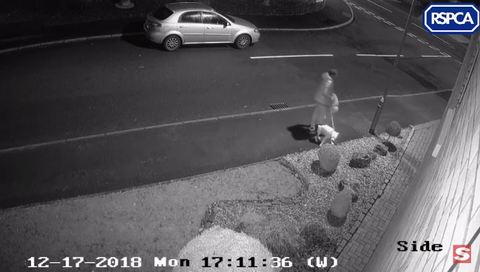 Dog Doesn’t Realize He Is Being Abandoned, Desperately Tries To Get Back In Car Dog Doesn’t Realize He Is Being Abandoned, Desperately Tries To Get Back In Car