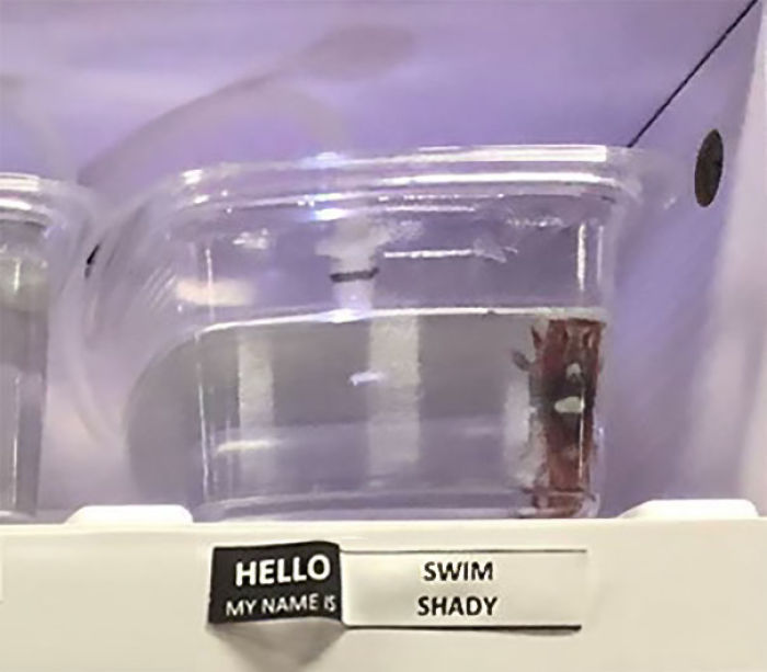 Pet Store Gives Celebrity Names To Their Fishes And They Are Hilariously Accurate