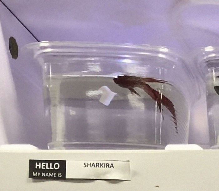 Pet Store Gives Celebrity Names To Their Fishes And They Are Hilariously Accurate