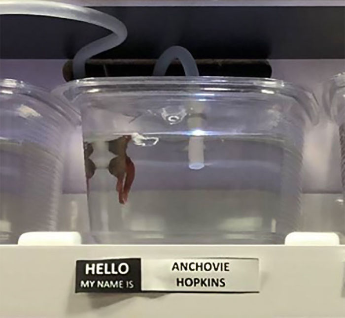 Pet Store Gives Celebrity Names To Their Fishes And They Are Hilariously Accurate