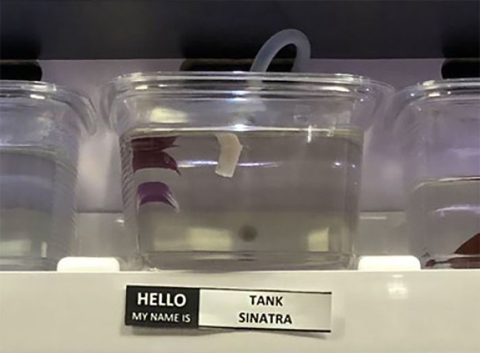 Pet Store Gives Celebrity Names To Their Fishes And They Are Hilariously Accurate