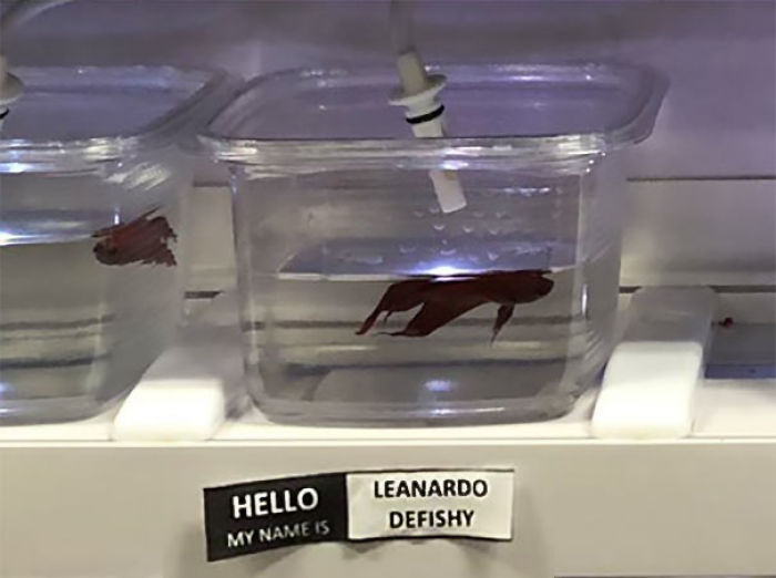 Pet Store Gives Celebrity Names To Their Fishes And They Are Hilariously Accurate
