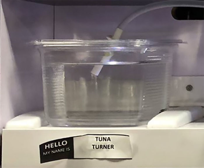 Pet Store Gives Celebrity Names To Their Fishes And They Are Hilariously Accurate