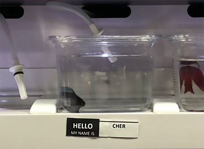 Pet Store Gives Celebrity Names To Their Fishes And They Are Hilariously Accurate