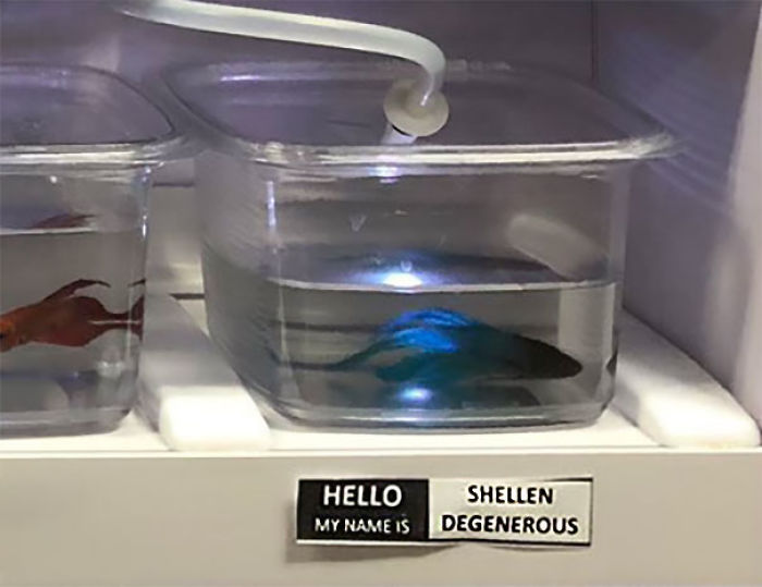 Pet Store Gives Celebrity Names To Their Fishes And They Are Hilariously Accurate