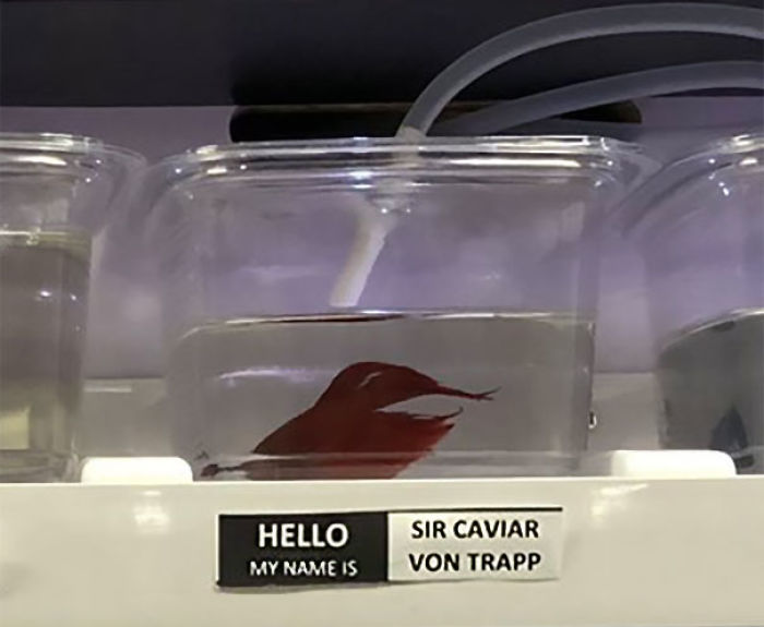 Pet Store Gives Celebrity Names To Their Fishes And They Are Hilariously Accurate