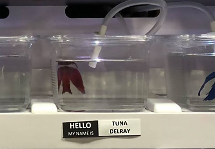 Pet Store Gives Celebrity Names To Their Fishes And They Are Hilariously Accurate