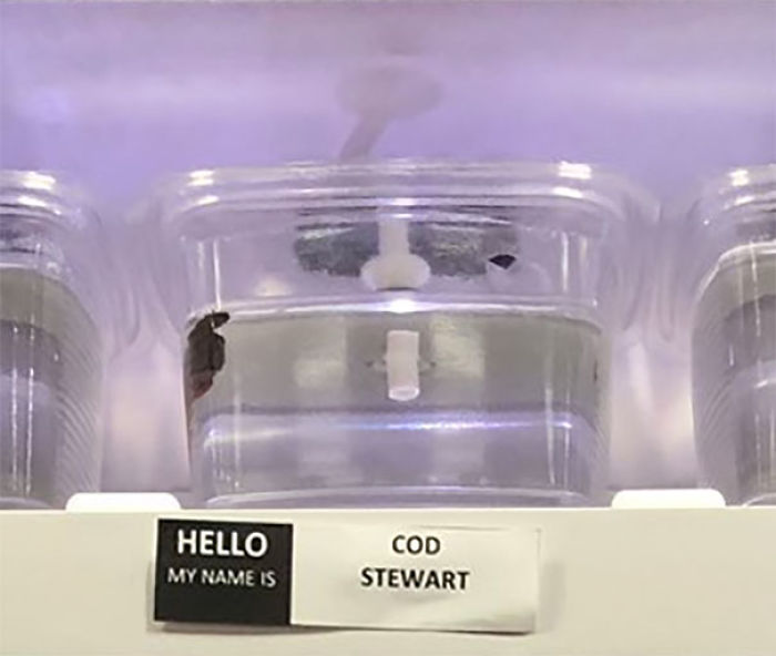 Pet Store Gives Celebrity Names To Their Fishes And They Are Hilariously Accurate