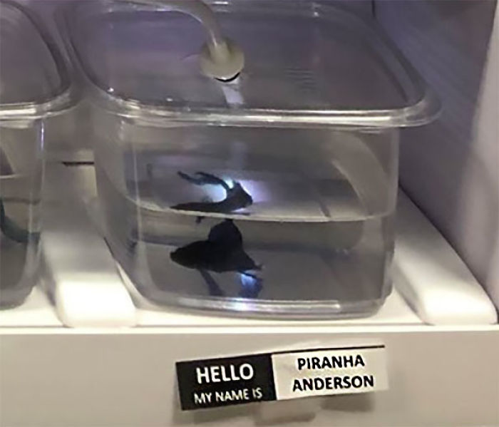 Pet Store Gives Celebrity Names To Their Fishes And They Are Hilariously Accurate