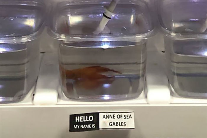 Pet Store Gives Celebrity Names To Their Fishes And They Are Hilariously Accurate