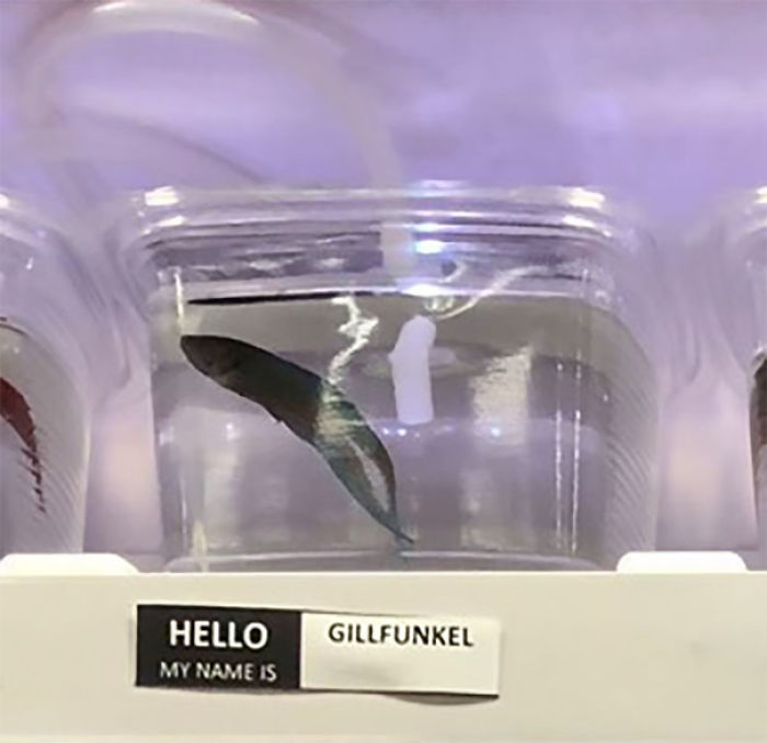 Pet Store Gives Celebrity Names To Their Fishes And They Are Hilariously Accurate