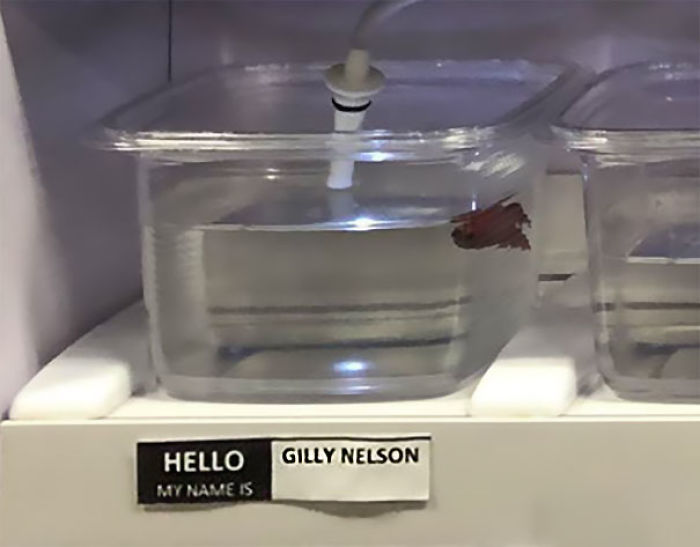 Pet Store Gives Celebrity Names To Their Fishes And They Are Hilariously Accurate