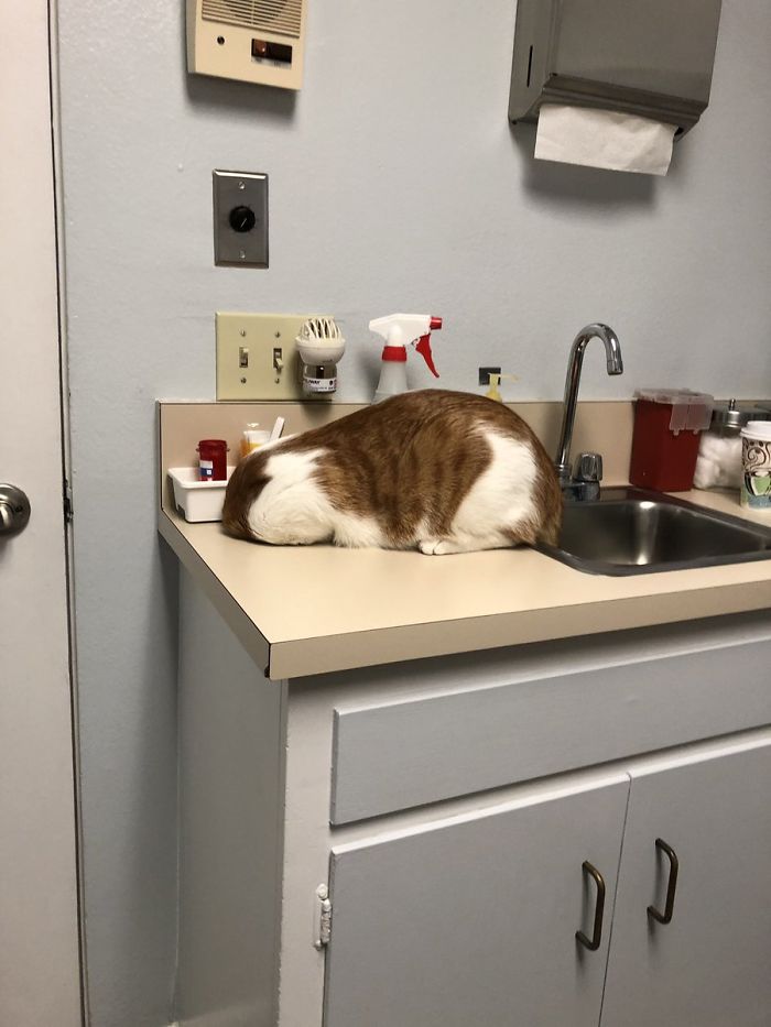 Someone Shares Pic Of Their Cat Hiding From The Vet, The Internet Responds With Their Own Hilarious Pics Someone Shares Pic Of Their Cat Hiding From The Vet, The Internet Responds With Their Own Hilarious Pics