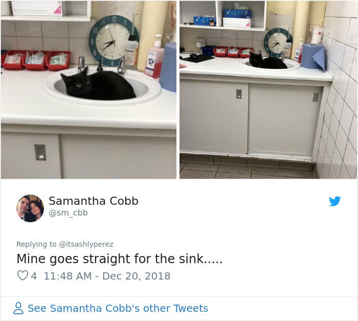 Someone Shares Pic Of Their Cat Hiding From The Vet, The Internet Responds With Their Own Hilarious Pics Someone Shares Pic Of Their Cat Hiding From The Vet, The Internet Responds With Their Own Hilarious Pics