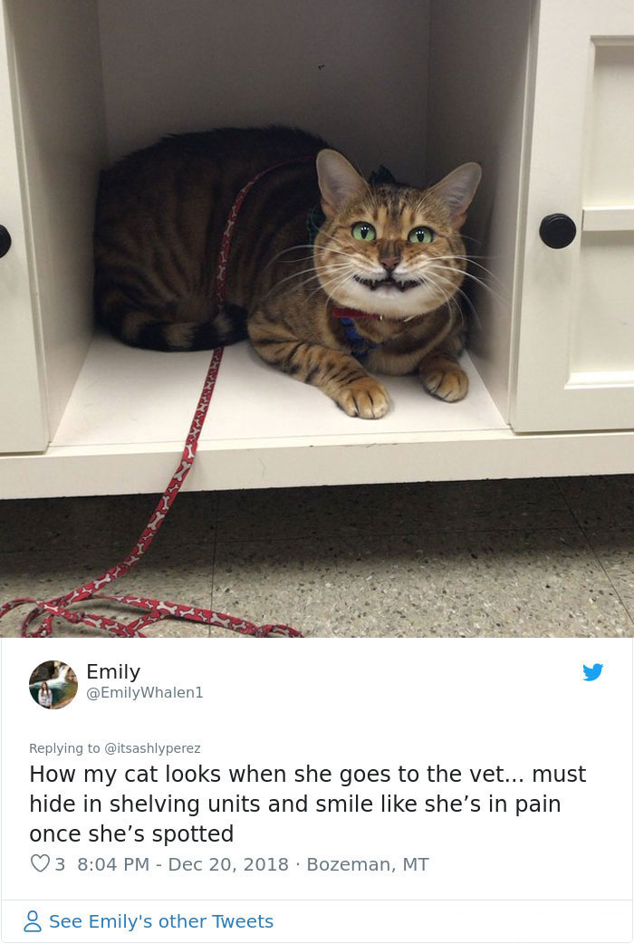 Someone Shares Pic Of Their Cat Hiding From The Vet, The Internet Responds With Their Own Hilarious Pics Someone Shares Pic Of Their Cat Hiding From The Vet, The Internet Responds With Their Own Hilarious Pics