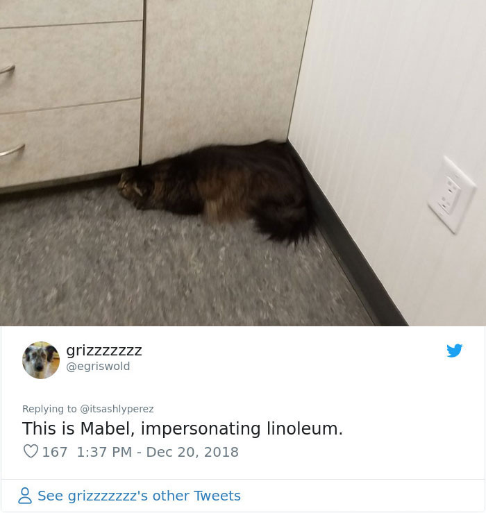 Someone Shares Pic Of Their Cat Hiding From The Vet, The Internet Responds With Their Own Hilarious Pics Someone Shares Pic Of Their Cat Hiding From The Vet, The Internet Responds With Their Own Hilarious Pics