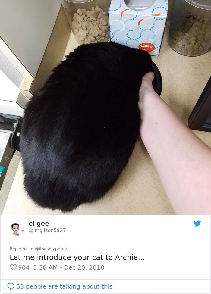 Someone Shares Pic Of Their Cat Hiding From The Vet, The Internet Responds With Their Own Hilarious Pics Someone Shares Pic Of Their Cat Hiding From The Vet, The Internet Responds With Their Own Hilarious Pics