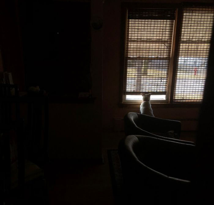 “He Waited There Every Day For 11 Years. I Knew One Day I’ll Come Home And He Won’t Be There” “He Waited There Every Day For 11 Years. I Knew One Day I’ll Come Home And He Won’t Be There”