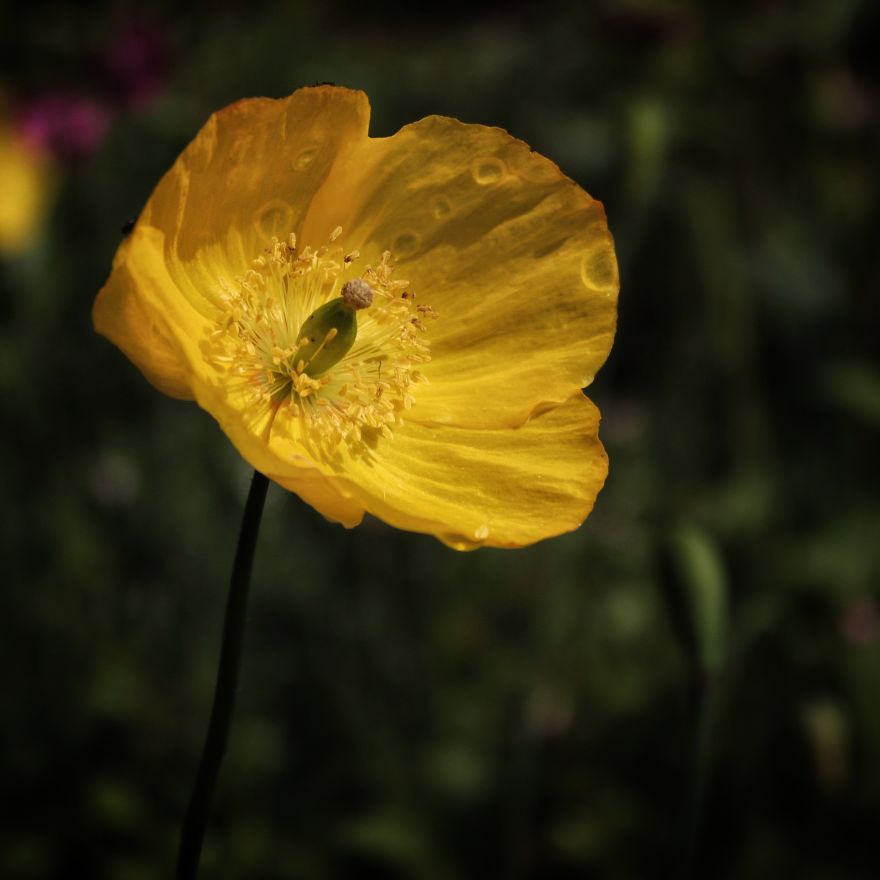 Sharing Beautiful Macro Flowers